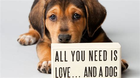 Advice For When You Adopt Or Foster A Dog Paws Rescue Qatar