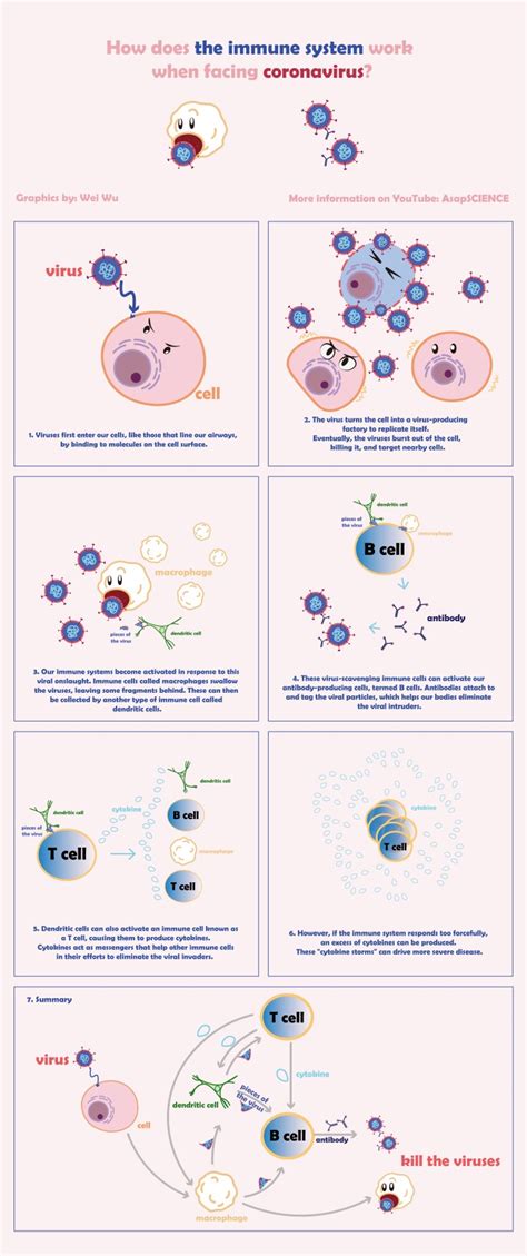 Immune Response To Viral Infection Science In The News