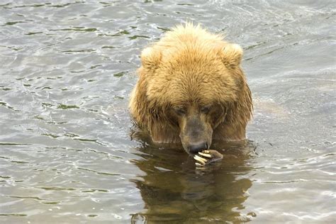 Free Picture Up Close Brown Bear Water