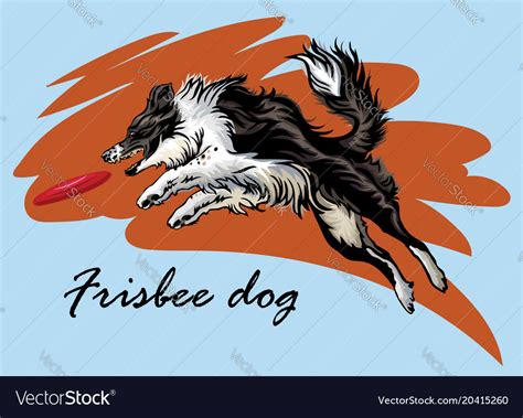 Decorative Border Collie Playing Frisbee Vector Image