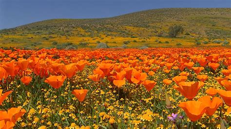 Sky Orange Flower Poppy Bing Gallery Videos