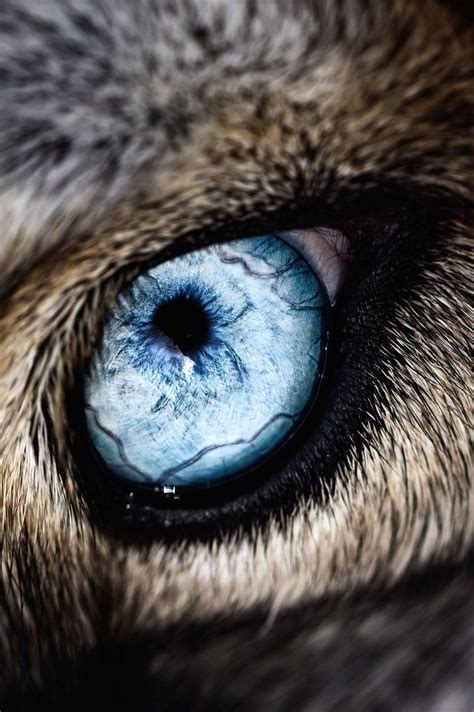 What Inspires Wolf Eyes Animals Beautiful Beautiful Wolves