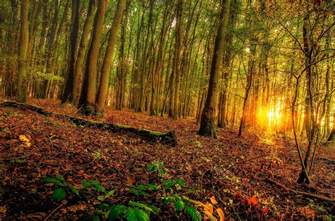 Fondos De Pantalla Bosques Amaneceres Y Atardeceres árboles Naturaleza