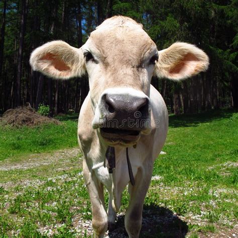 Cow With Big Ears Sticking Out Stock Photo Image Of Cattle Sticking