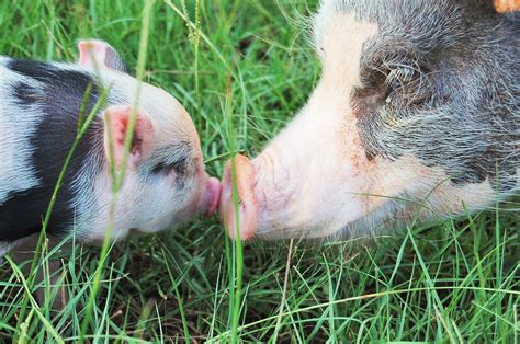 Mini Pig Breeder Mentorship Program
