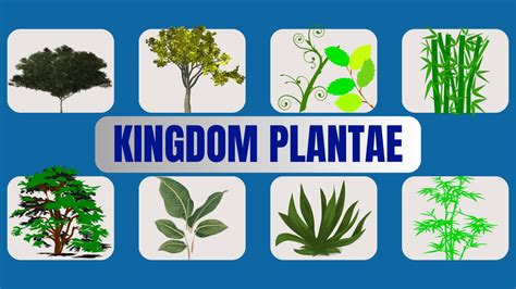 Plant Kingdom Kingdom Plantae Srishti Ias