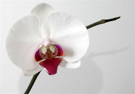 Filephalaenopsis Orchid Wikimedia Commons