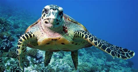 Discover The Worlds Largest Sea Turtle Ever Az Animals