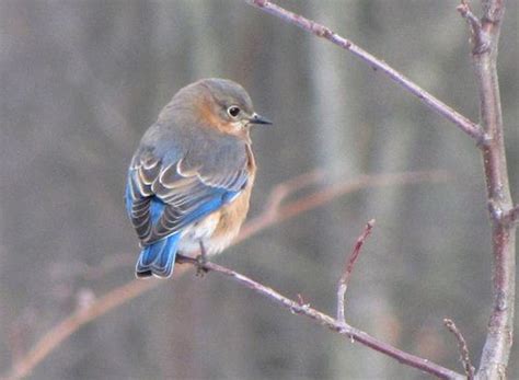 Little Blue Bird Branchin It Bird Blue Bird Blue