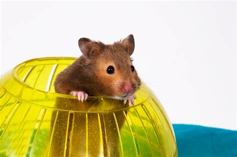 Hamster Ball Tips Pets For Children