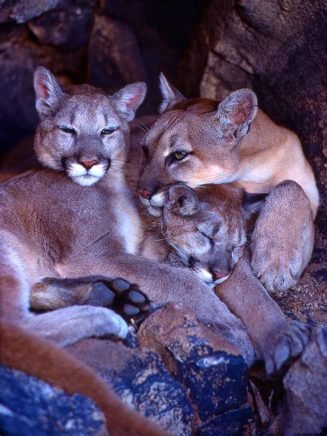 Mountain Lions ‹ Miledia Collections