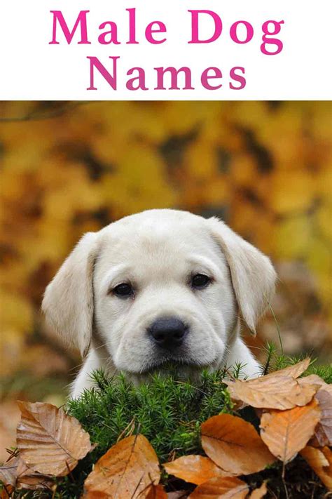 Captivating And Creative Names For Male Dogs