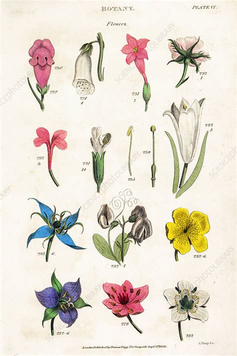 Botanical Linnean Classification 19th Century Illustration Stock