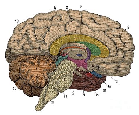 Brain Cross Section By Science Source