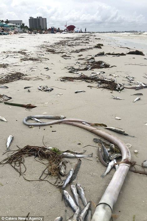 Thousands Of Dead Stinking Fish Wash Up In Florida Due To Algae Daily