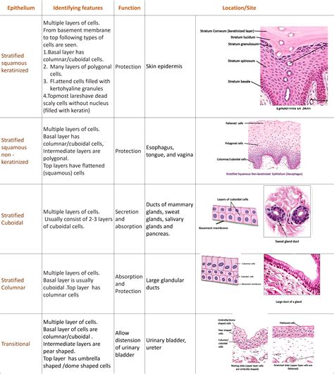 List 93 Wallpaper Simple Cuboidal Epithelium Location In The Body Superb