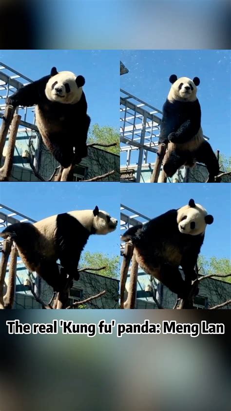 Kung Fu Panda Beijings Meng Lan Performs Leg Split Cgtn
