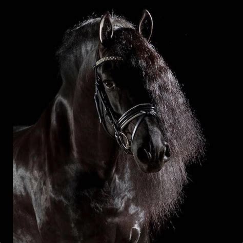 Friesian Stallion Limited Edition Fries Paard Mooie Paarden