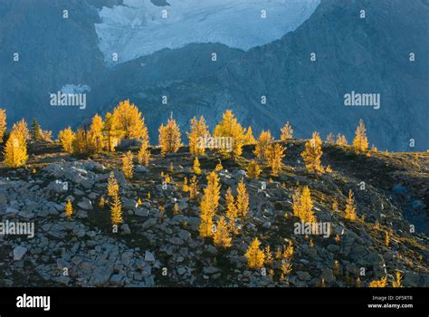 Alpine Larches Larix Lyallii In Autumn Foliage Are Lit By The Evening