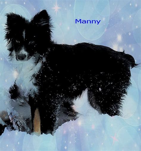 He is a loyal companion and has the stamina to work all day. Miniature Australian Shepherd Puppies For Sale | Saint Paul, MN #292530
