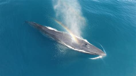 Rare Brydes Whale In California Youtube