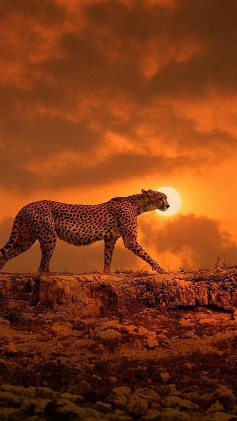 Cheetah In The Sunset Backiee