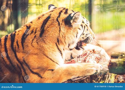 Tiger Stock Photo Image Of Eating Tiger Mammal Meat 61756918