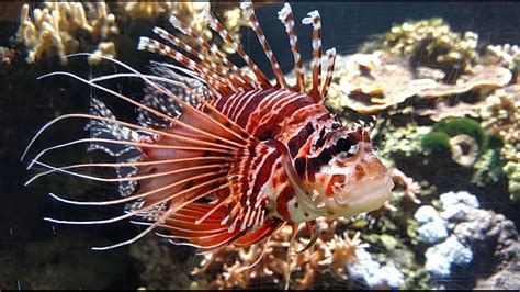 Pazifischer Rotfeuerfisch Pterois Volitans Red