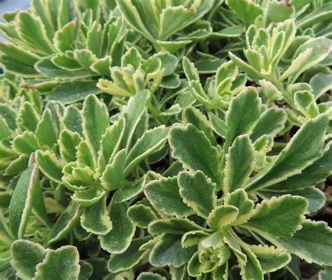 115 farnsworth ave, bordentown, nj 08505. Riggins Nursery, LLC - A wholesale nursery located in ...