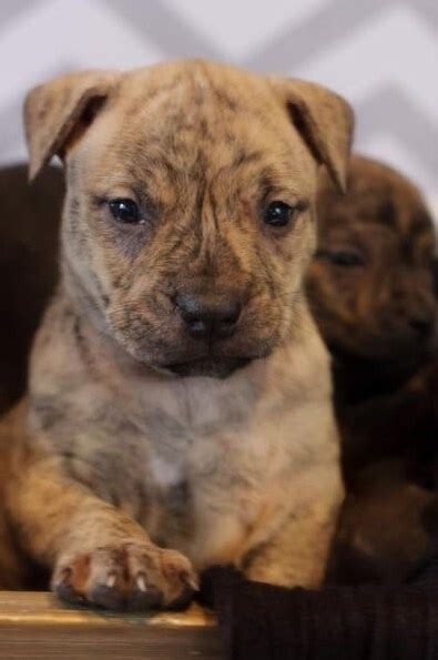 Pics of pit bull puppies. Brindle Pitbull Puppies | Pitbull Puppies