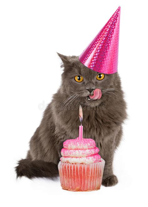 Happy Birthday Party Cat With Pink Cupcake Stock Image