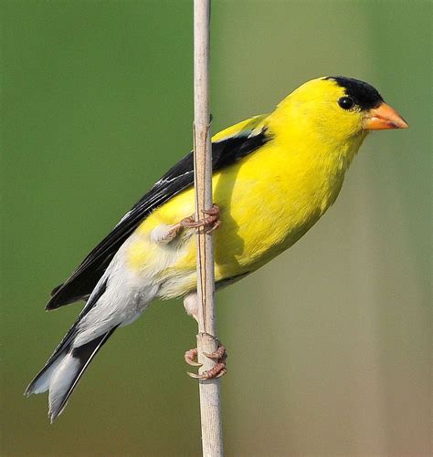 New Jersey Eastern Goldfinch Saw One Of These Today Jersey Girl New