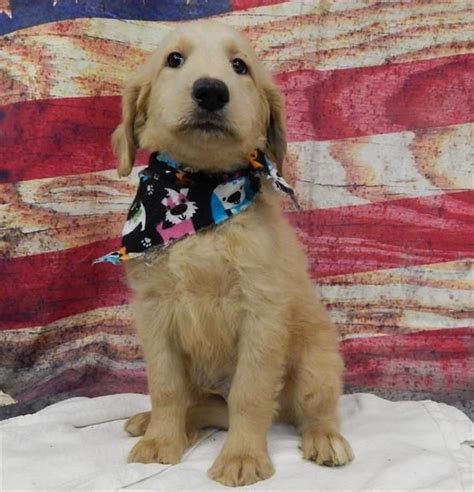 464 likes · 22 talking about this. Goldendoodle Puppies For Sale | Temecula, CA #217207