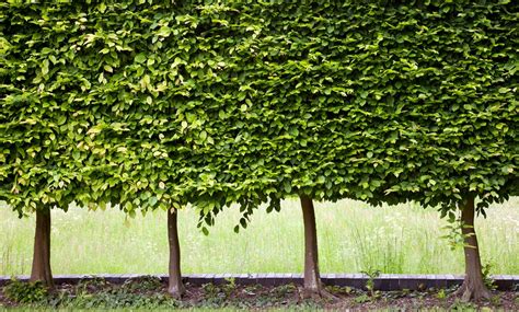 10 Green Beech Hedge Plants Groupon