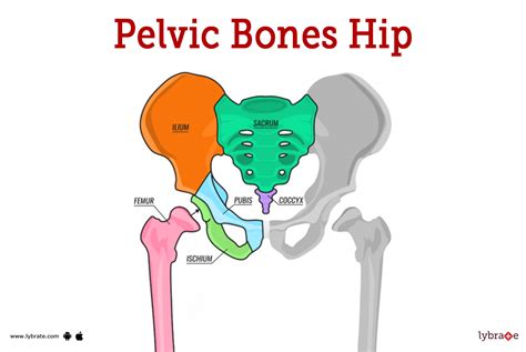 Pelvic Bones Human Anatomy Picture Functions Diseases And Treatments