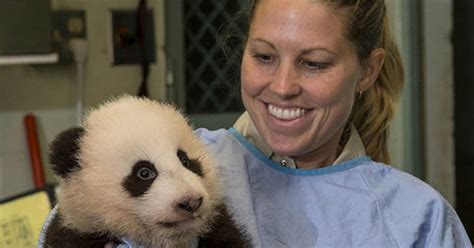 San Diego Panda Cub Gets Name Little T Cbs News