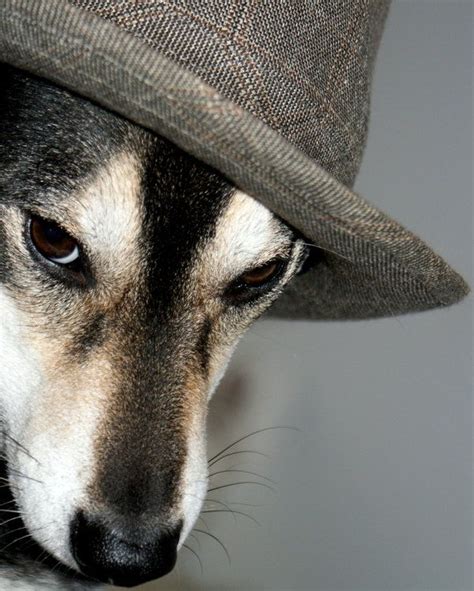 Dog In A Hat By ~tigerlily2010 On Deviantart Beautiful
