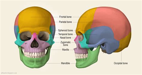 There are 20 major bones. Jeff Searle: The human skull
