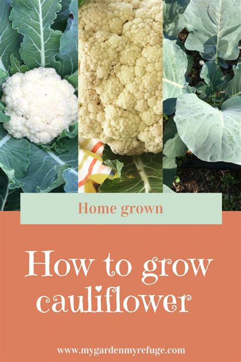 How To Grow Cauliflower In Central Texas Wellness Gardens