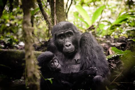 Uganda Gorilla Trekking Experience Safari Ventures