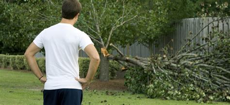 Sponsored Weathering The Storm—5 Tips To Help Your Trees Survive