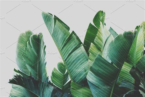 Large Tropical Leaves By René Jordaan Photography On Creativemarket