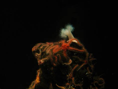 Baby Sea Anemone By Jennyvere On Deviantart