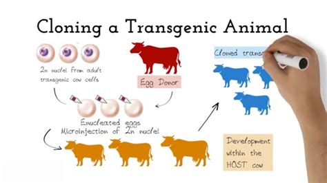 An organism that contains one or more artificially inserted genes, typically from another species. Transgenic Animals - YouTube