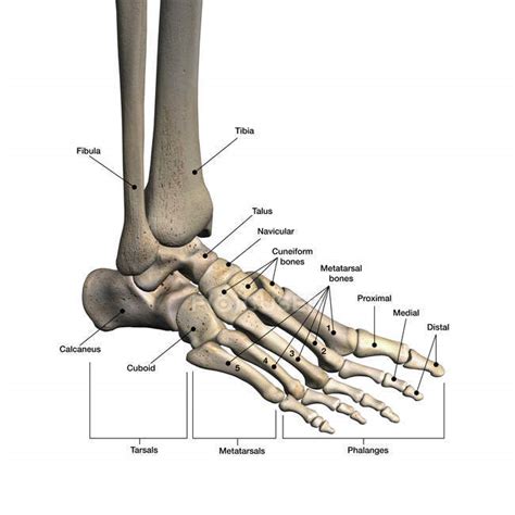 Bones Of Human Foot With Labels On White Background — Phalanx Fibula