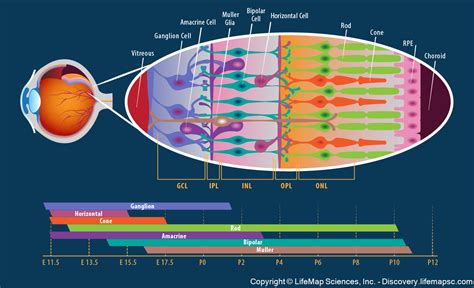 The Cellular Structure of the Retina infographic - LifeMap Discovery