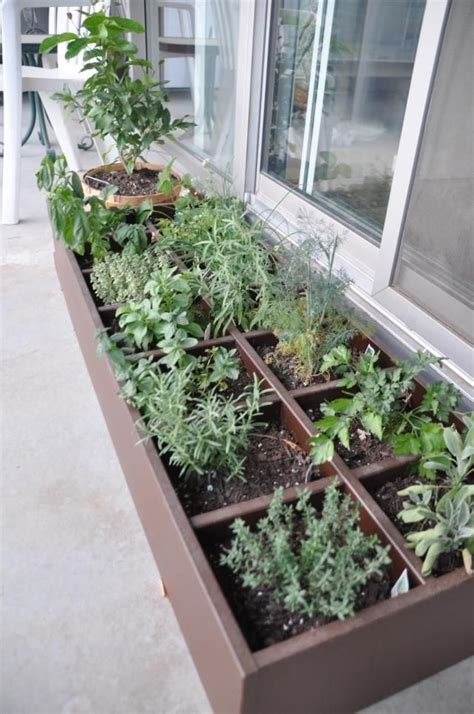 différentes espèces de plantes aromatiques dans un bac au balcon