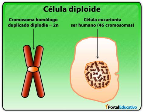 Células Haploides Y Diploides