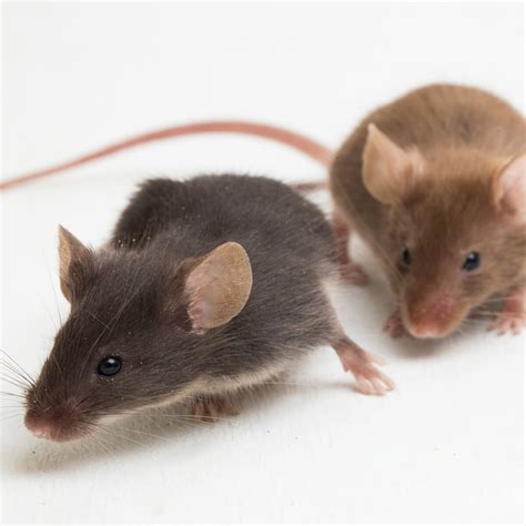 The Difference Between Mice And Rats Fantatsic Pest Control