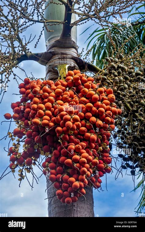 Red Palm Tree Fruit Hi Res Stock Photography And Images Alamy
